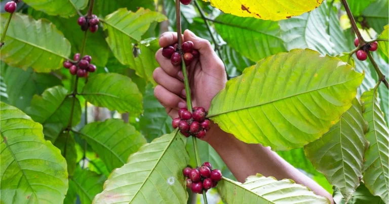 Origines du café